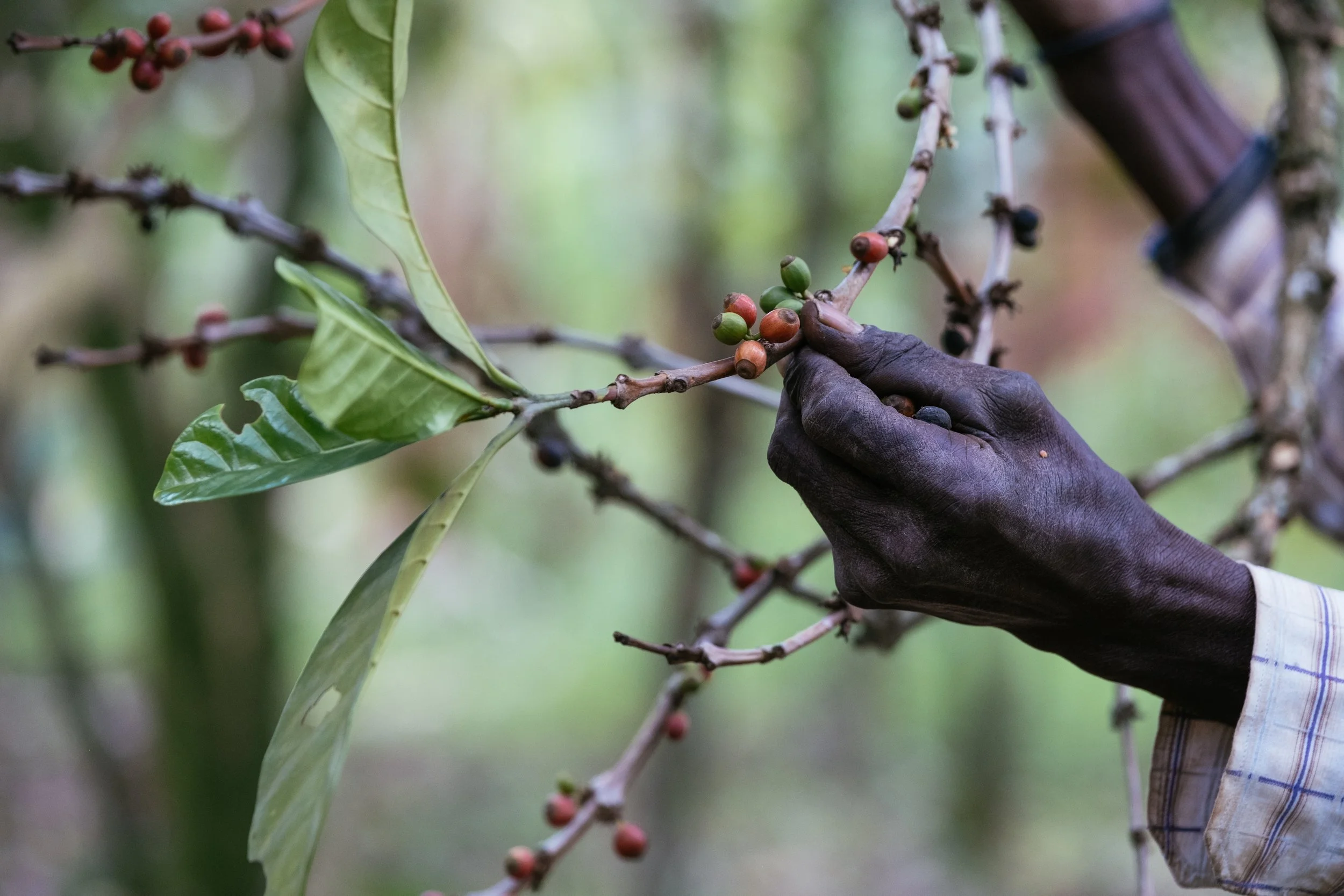 cli-uganda-24.jpg