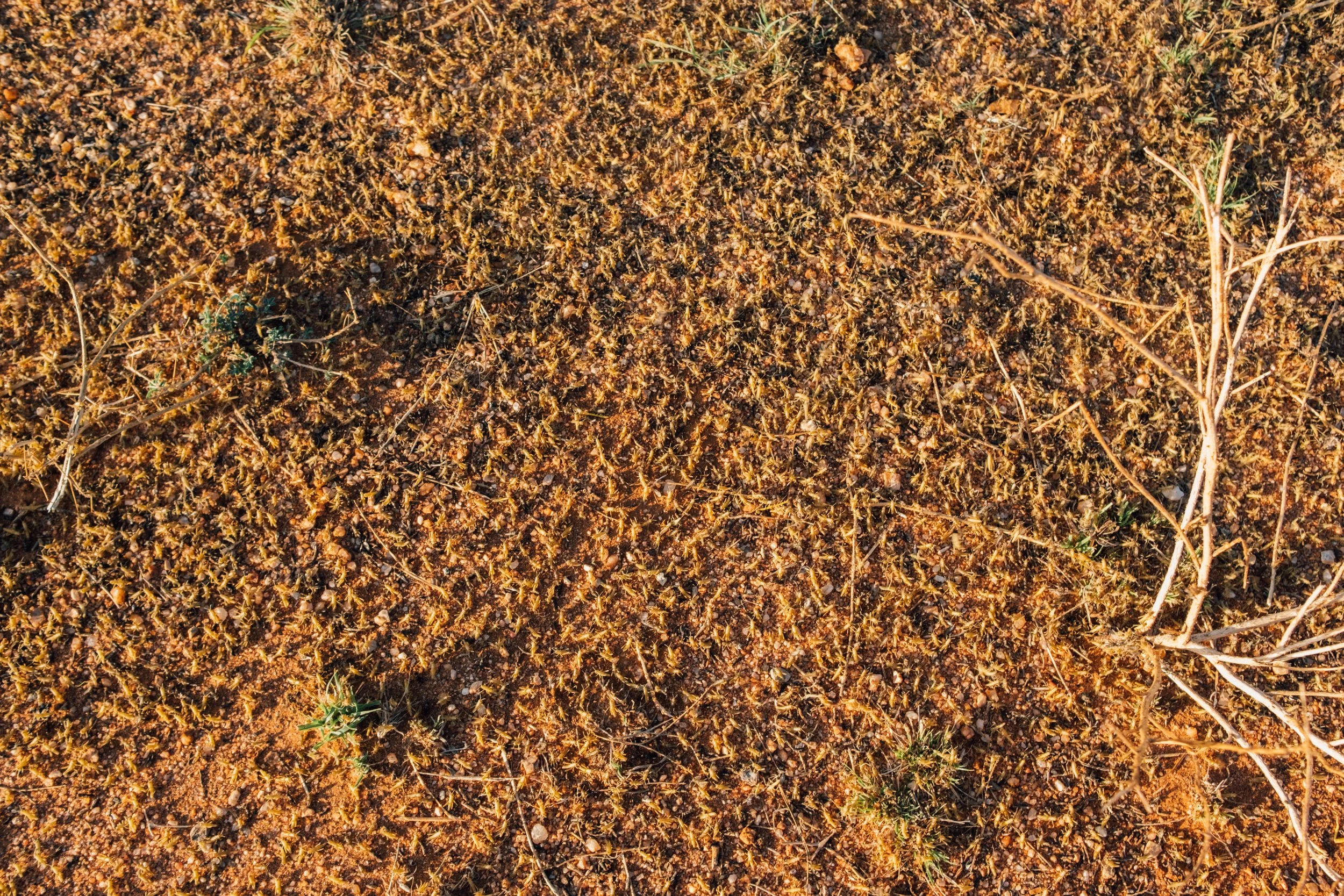 locusts_kenya-2.jpg