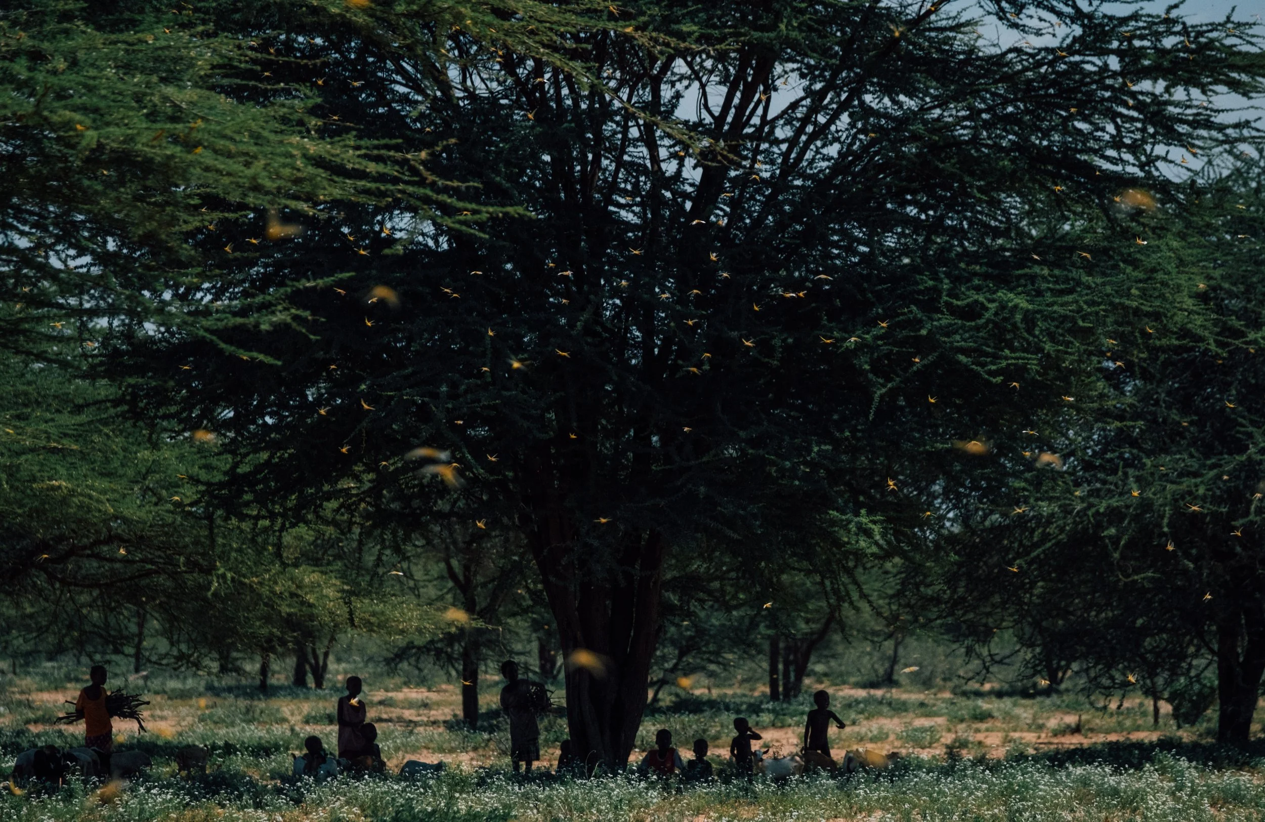 locusts_kenya-22.jpg