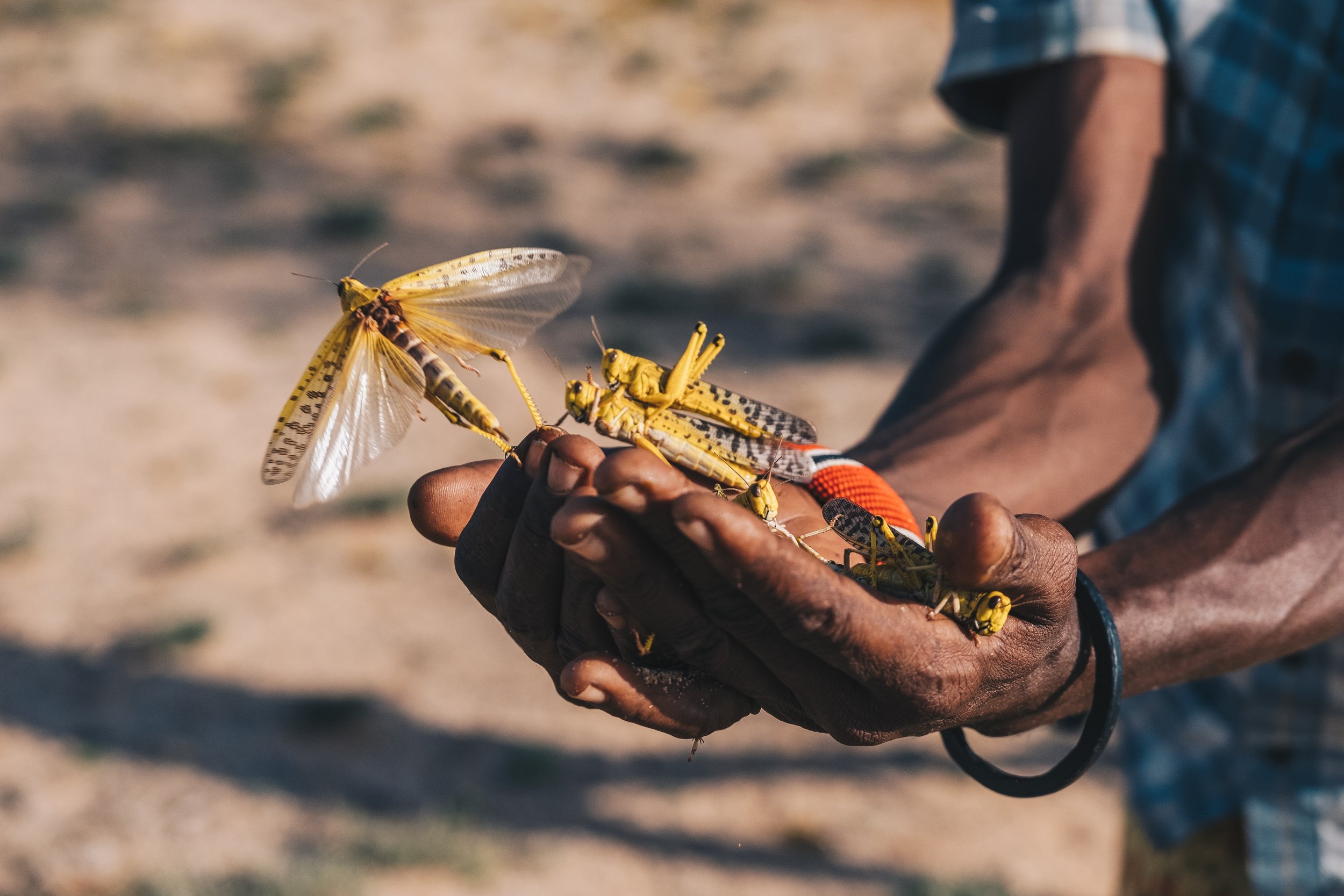 locusts_kenya-34.jpg