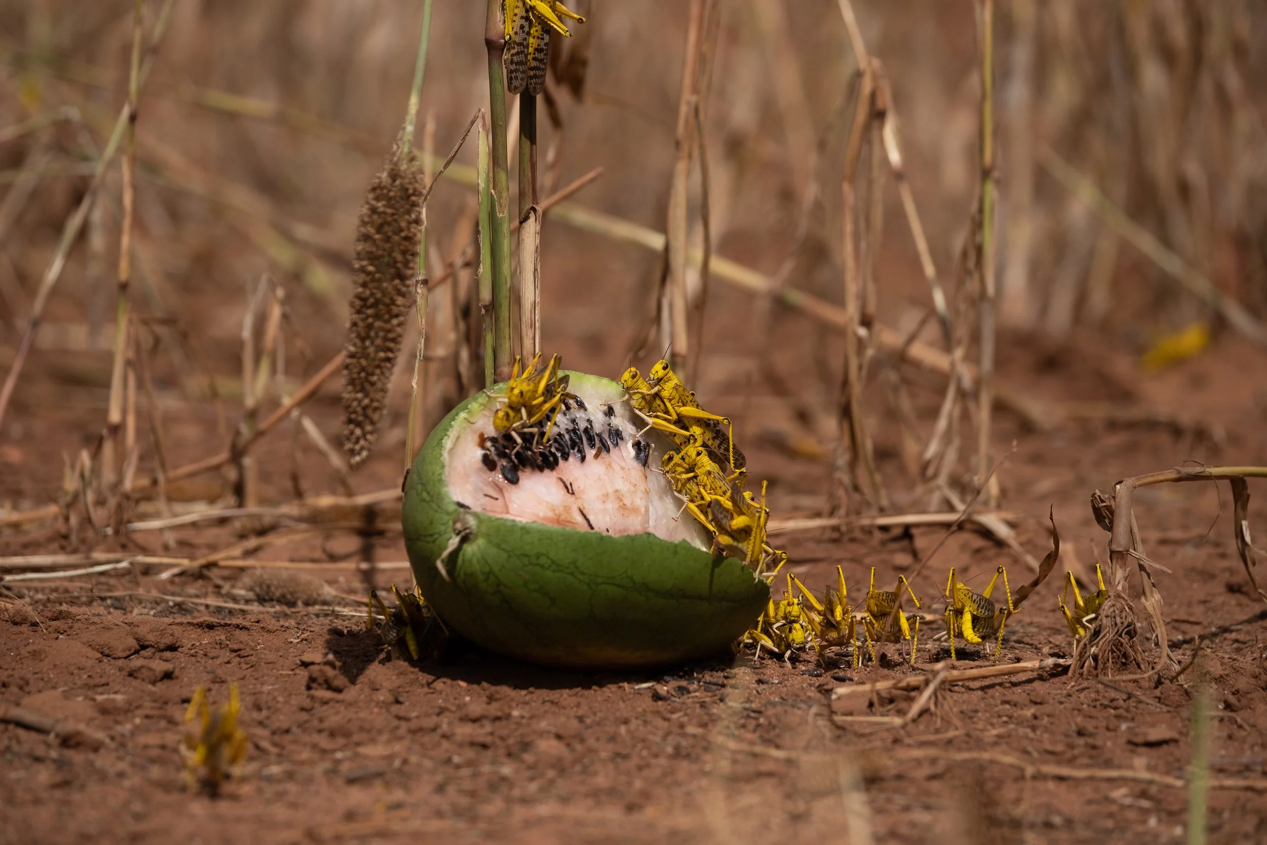locusts_kenya-48.jpg
