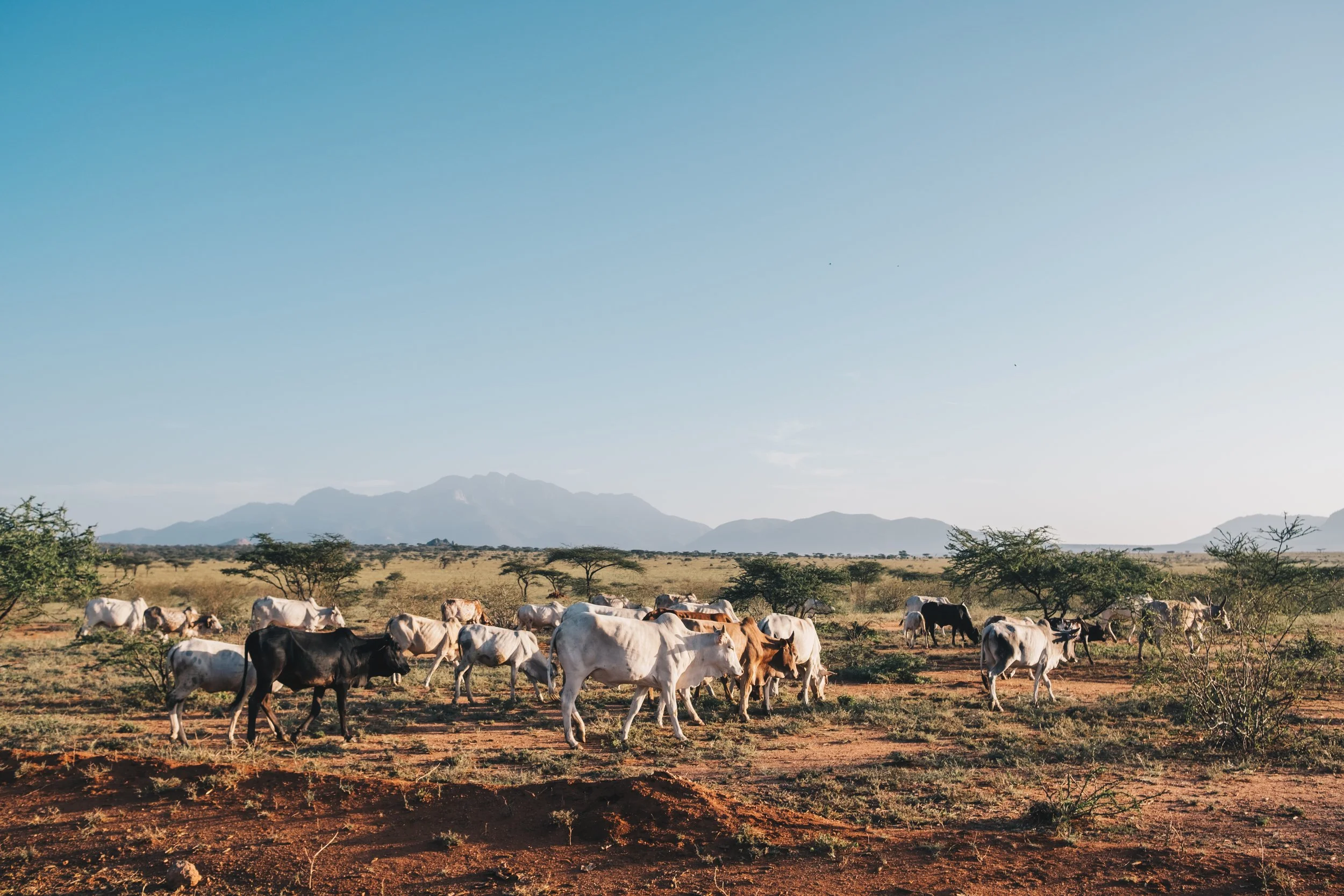 locusts_kenya-51.jpg