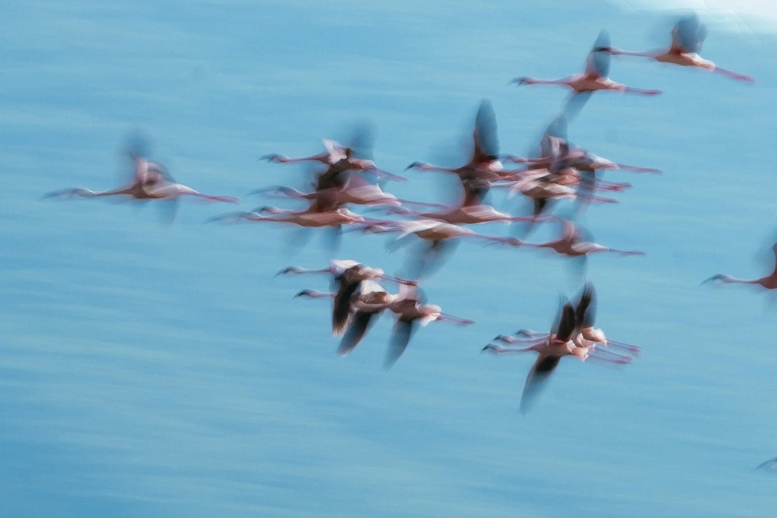 flamingo-1.jpg