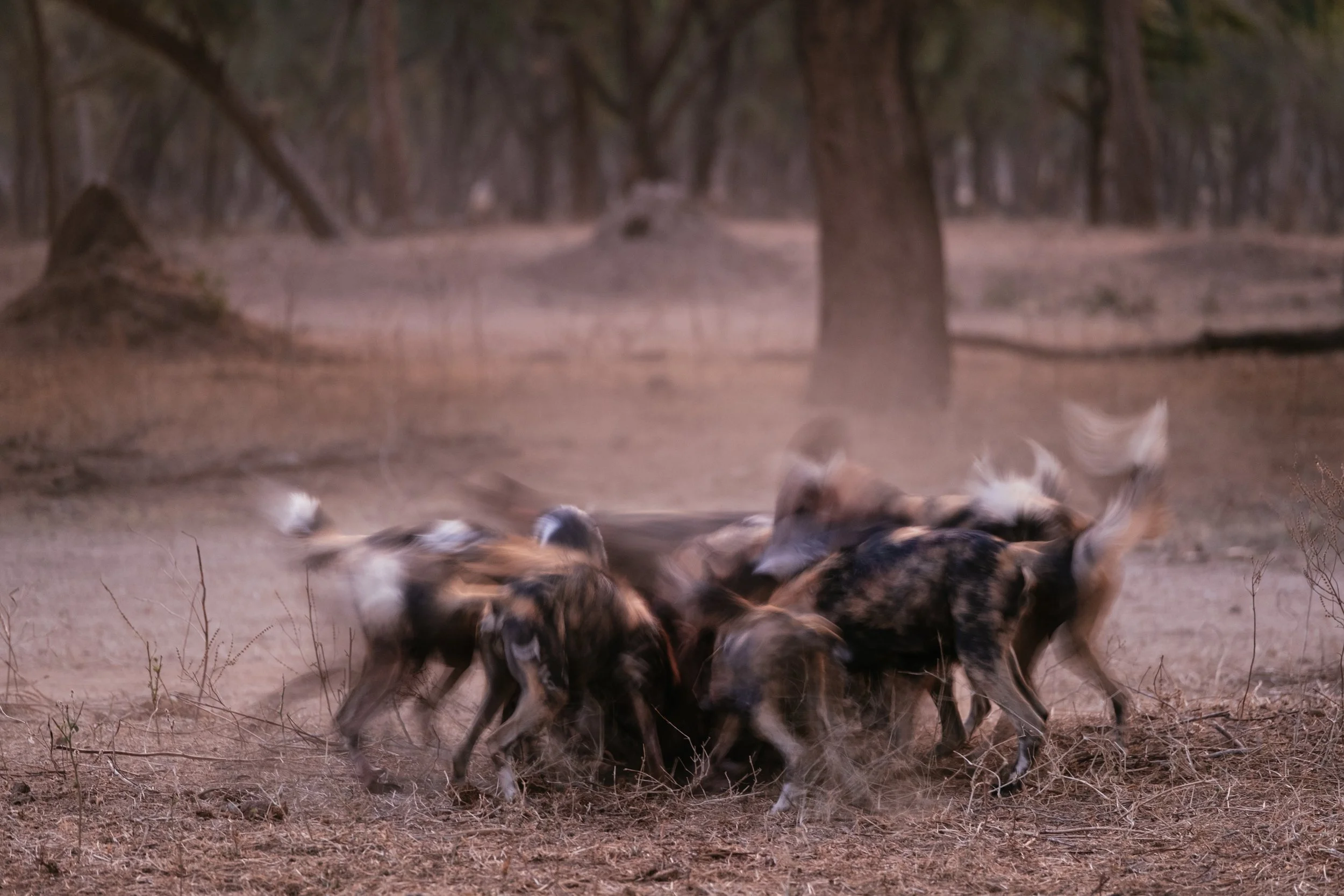Lower Zambezi Game Drive-3.jpg