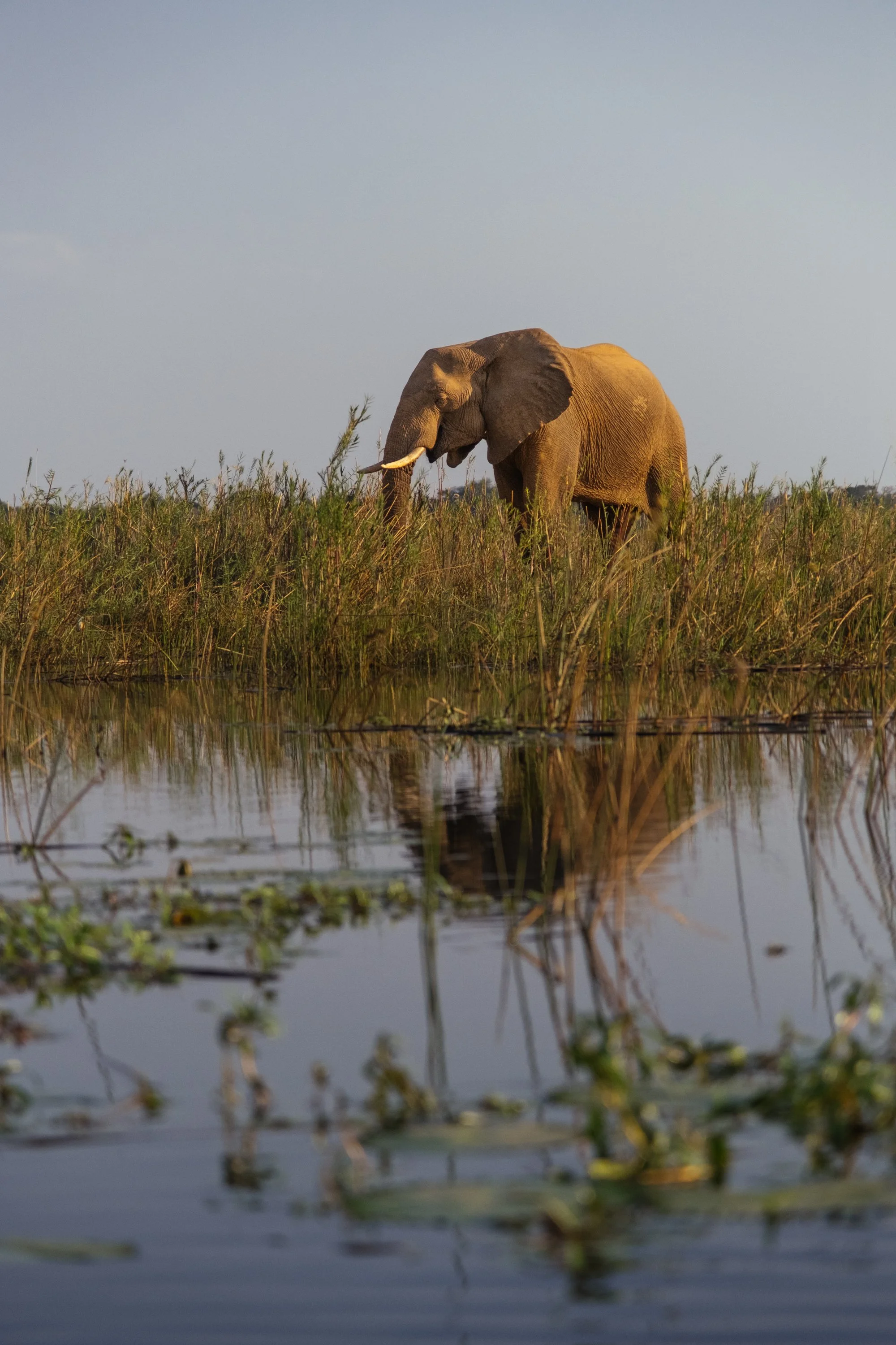 Lower Zambezi Boat Safari-11.jpg