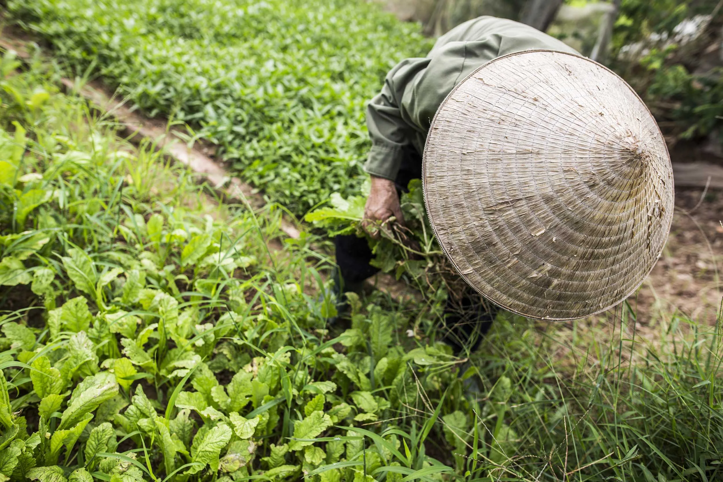 VolaVisuals Farming in Hanoi - 029.jpg