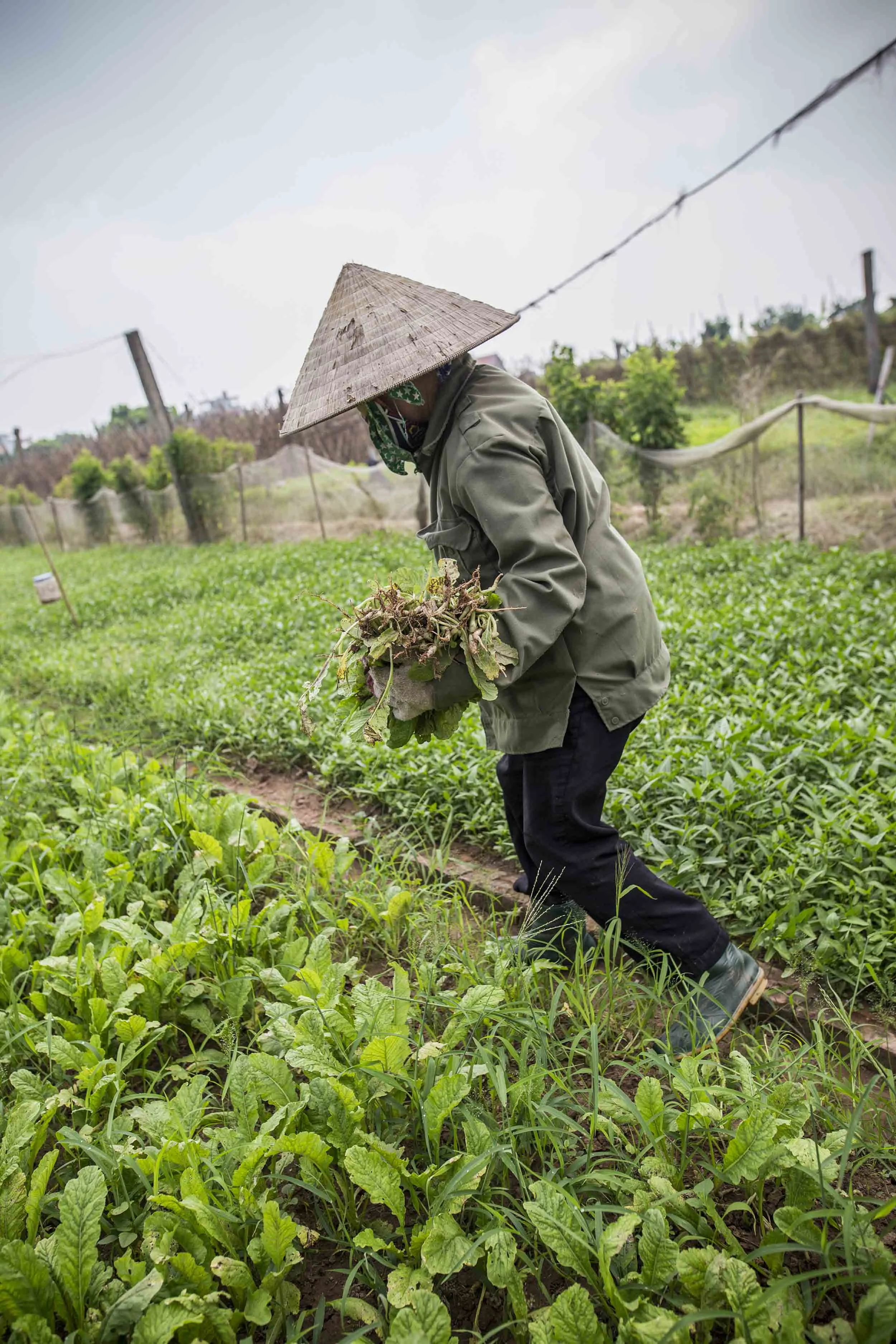 VolaVisuals Farming in Hanoi - 030.jpg