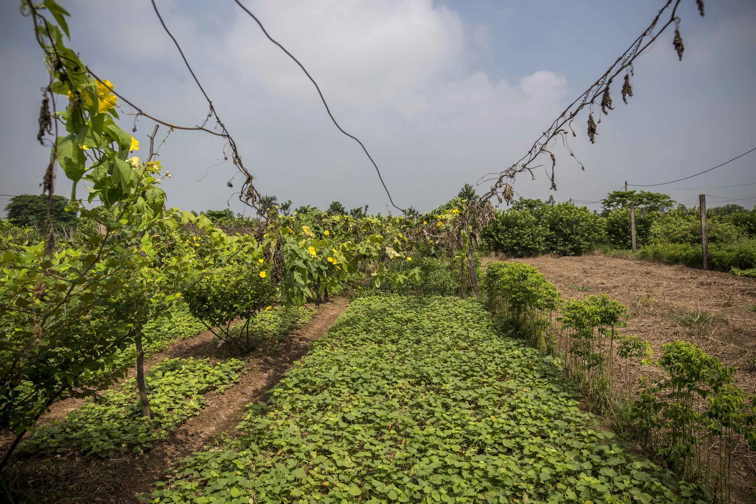 VolaVisuals Farming in Hanoi - 033.jpg