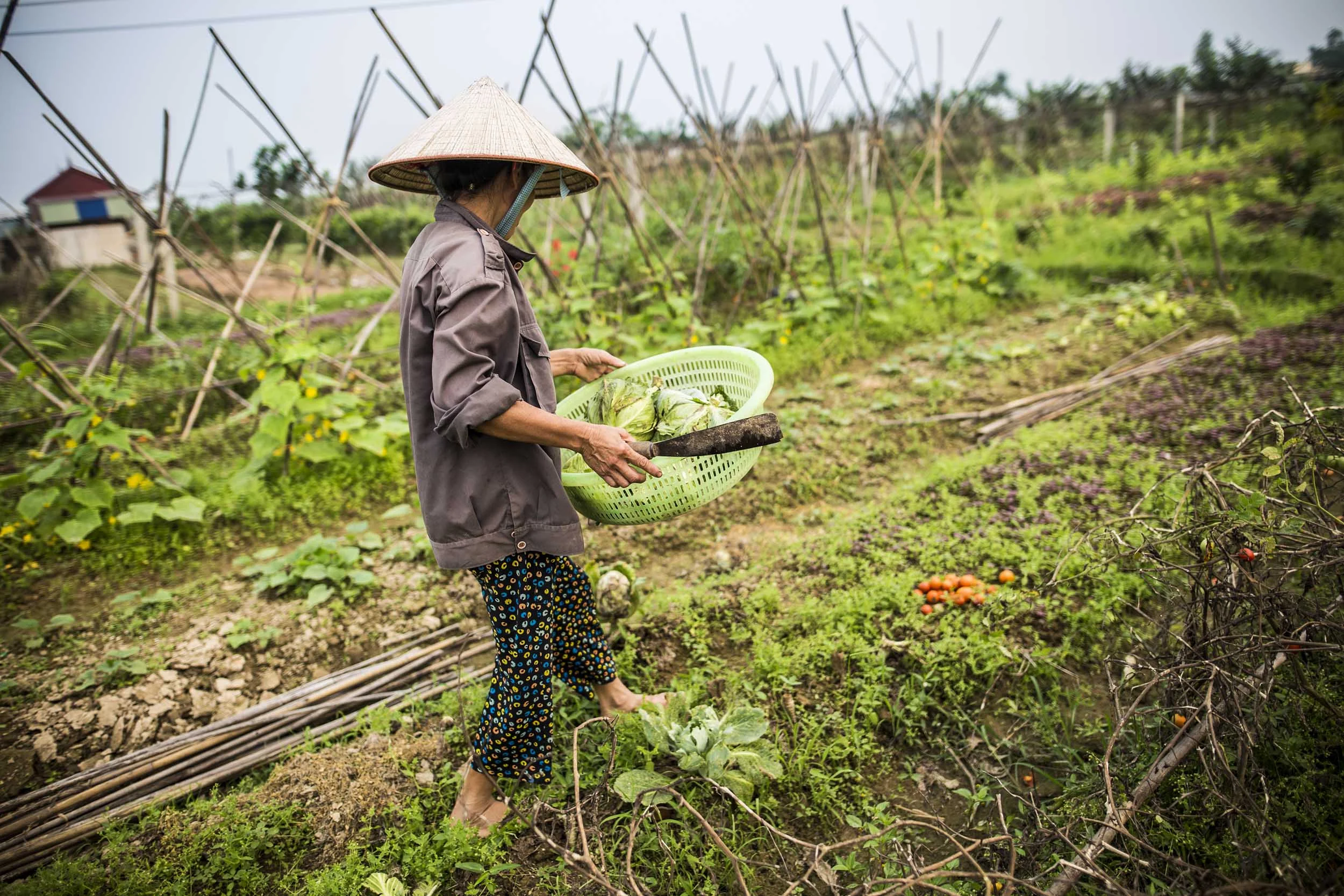 VolaVisuals Farming in Hanoi - 042.jpg