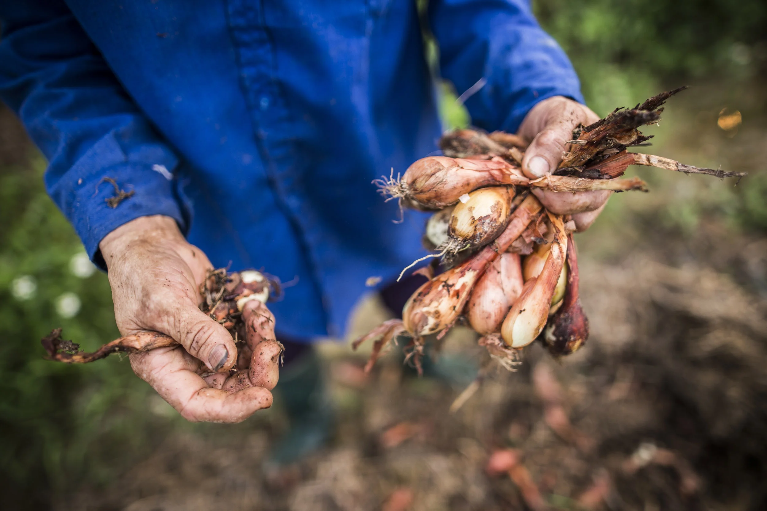 VolaVisuals Farming in Hanoi - 050.jpg