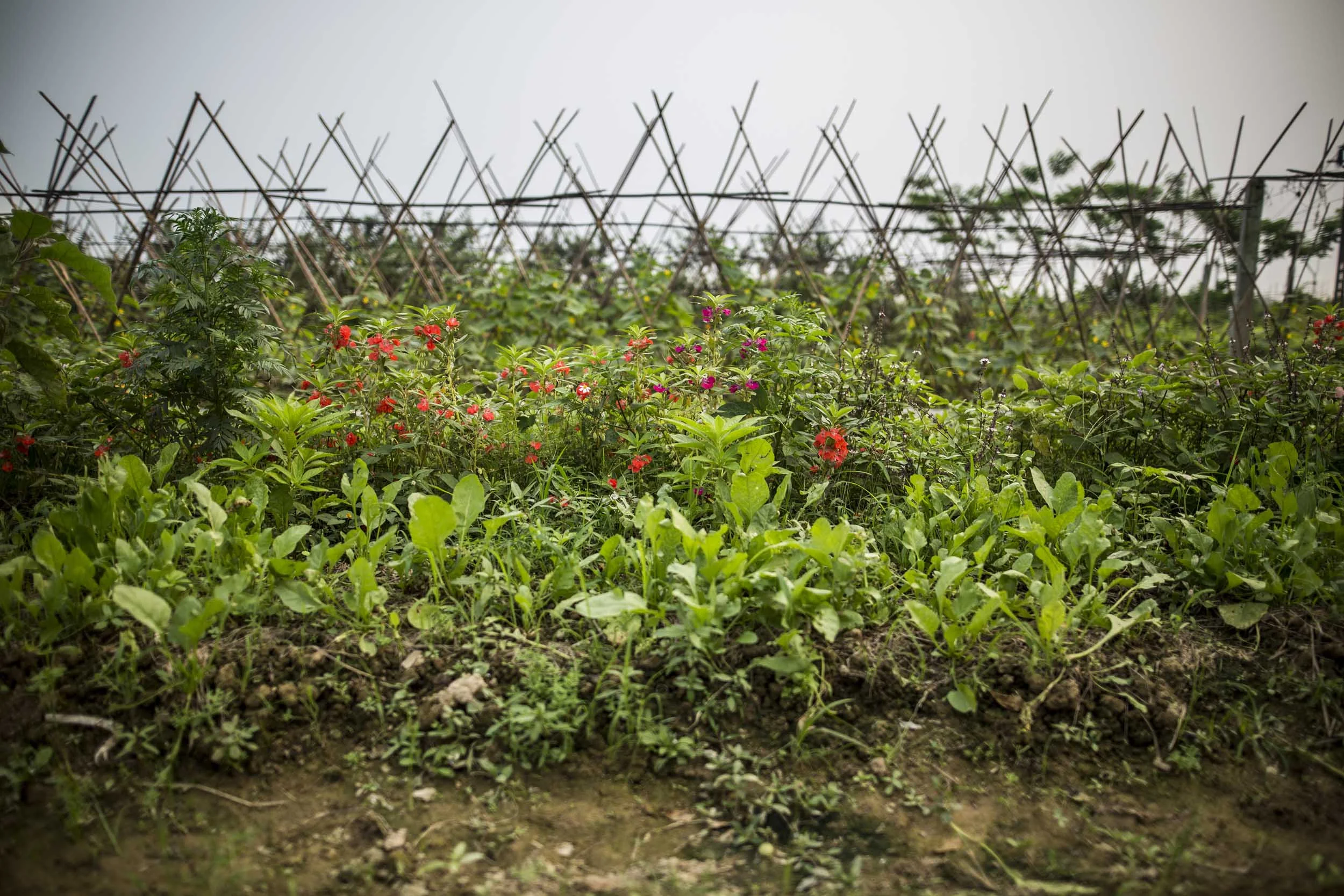 VolaVisuals Farming in Hanoi - 054.jpg