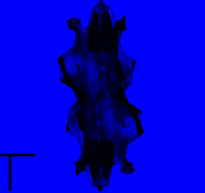 Pile-o-sapmi-gif-test.gif