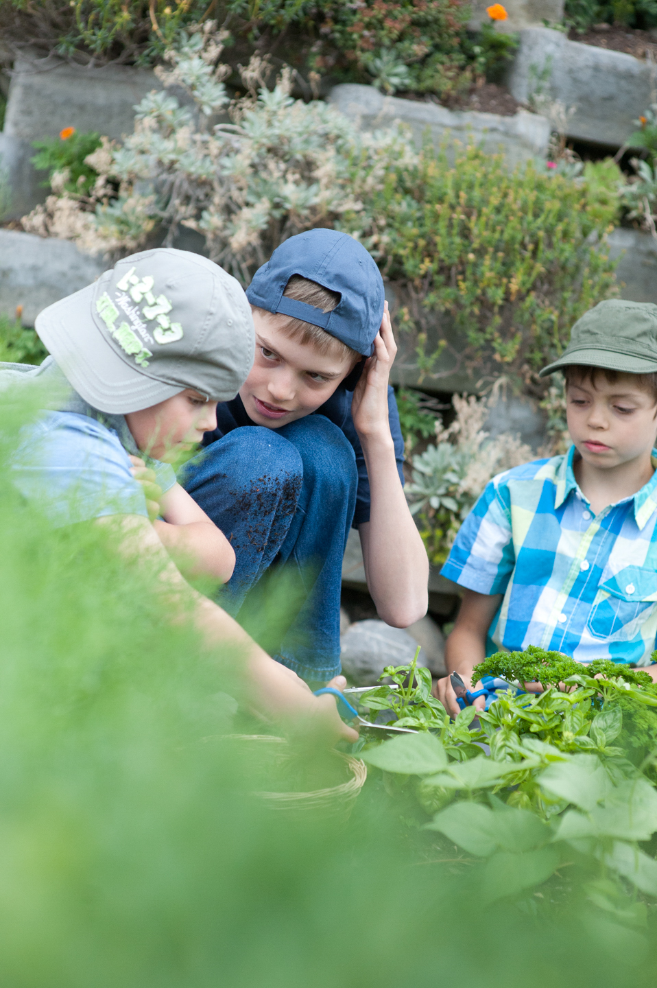 Le Menu, Food Reportage "Gartenkräuter", Foodfotograf Zürich Schweiz