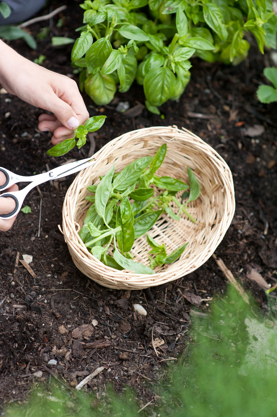 Le Menu, Reportage "Gartenkräuter", Foodfotograf Zürich Schweiz