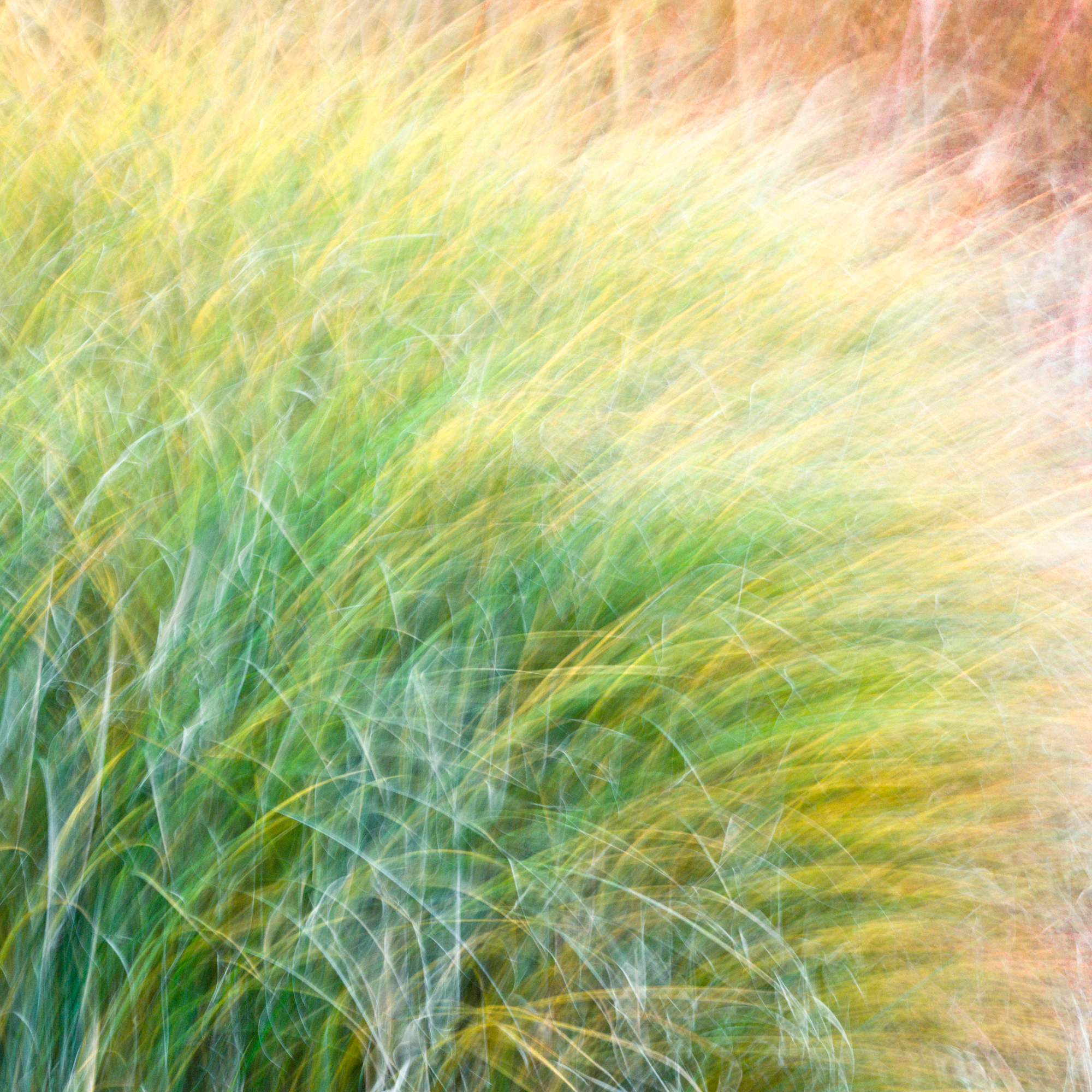 Gras, Zürich, Personal Work, Fotostory, Naturfotografie, Fotograf Zürich, Schweiz