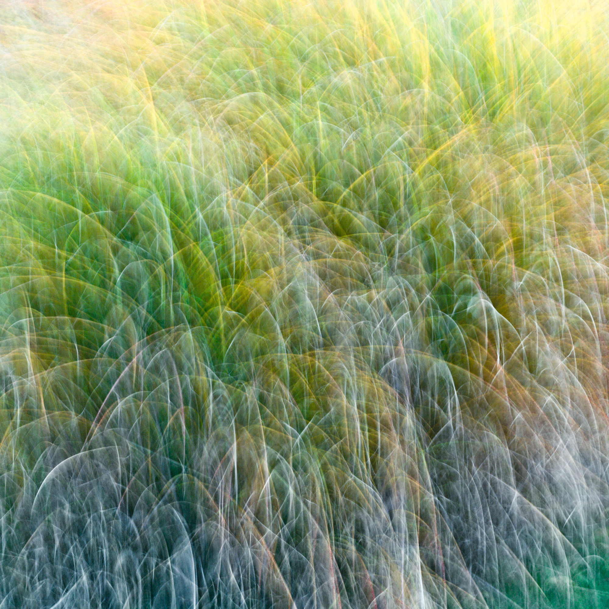 Gras, Zürich, Personal Work, Fotostory, Naturfotografie, Fotograf Zürich, Schweiz