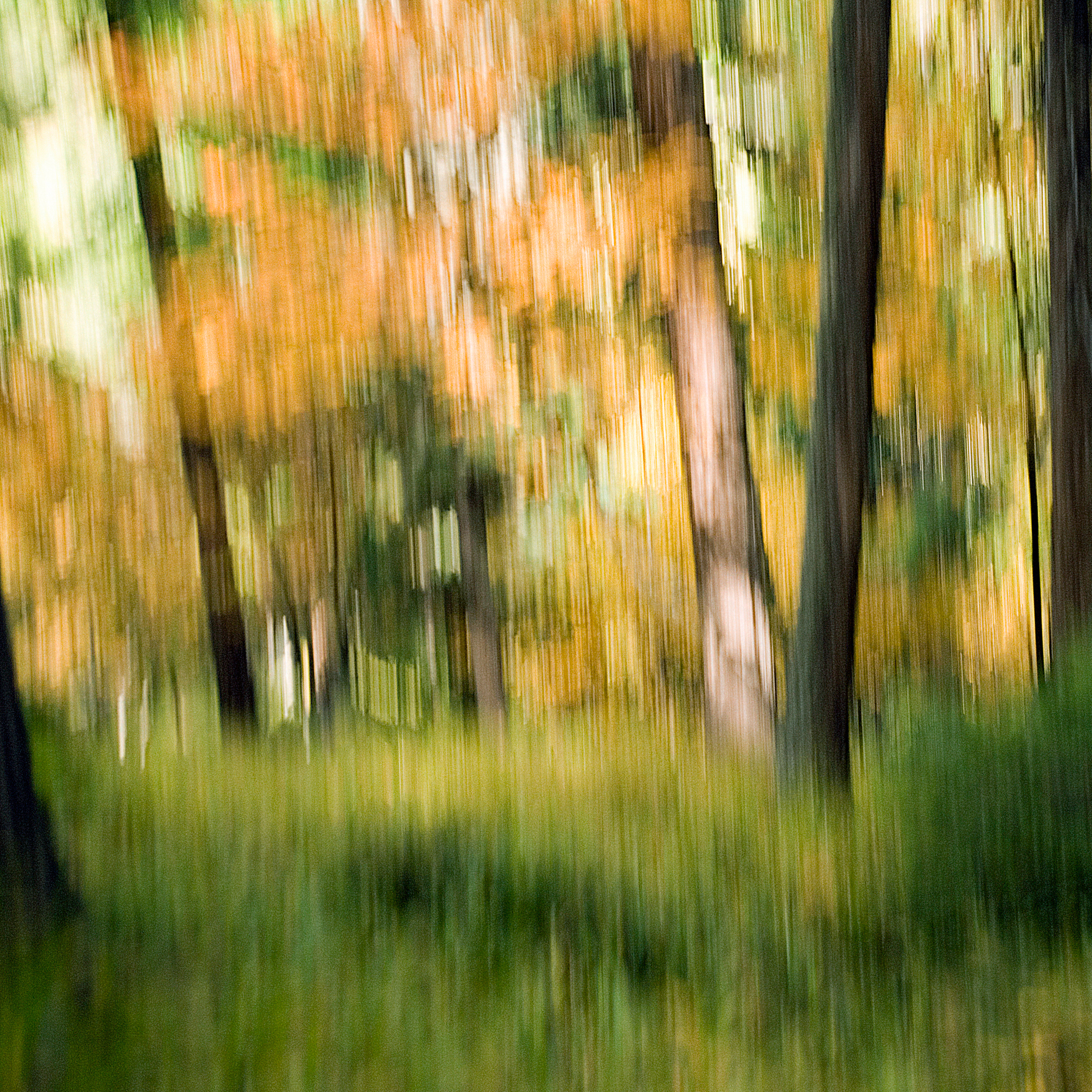 Wald, Zürich, Personal Work, Fotostory, Naturfotografie, Fotograf Zürich, Schweiz