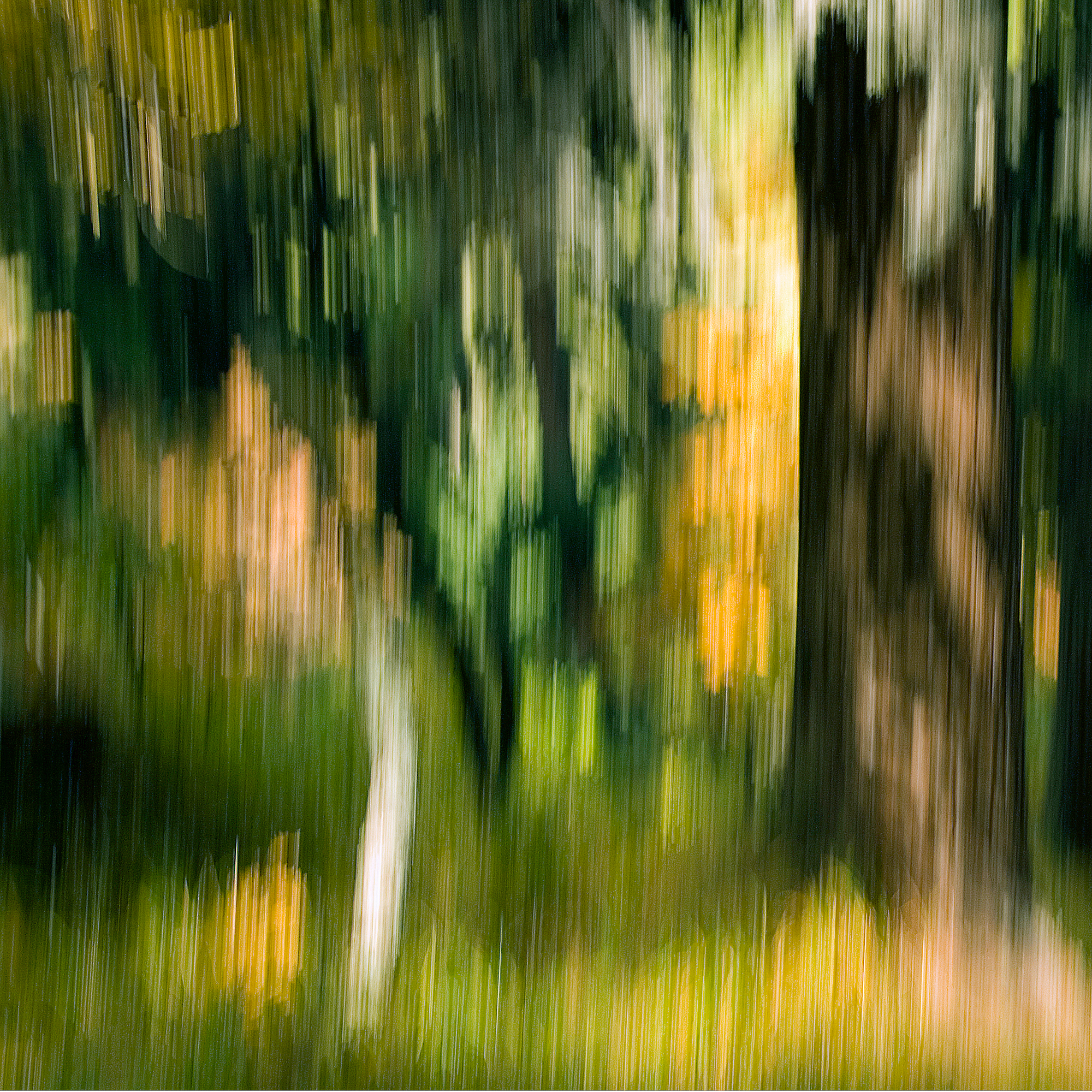 Wald, Zürich, Personal Work, Fotostory, Naturfotografie, Fotograf Zürich, Schweiz