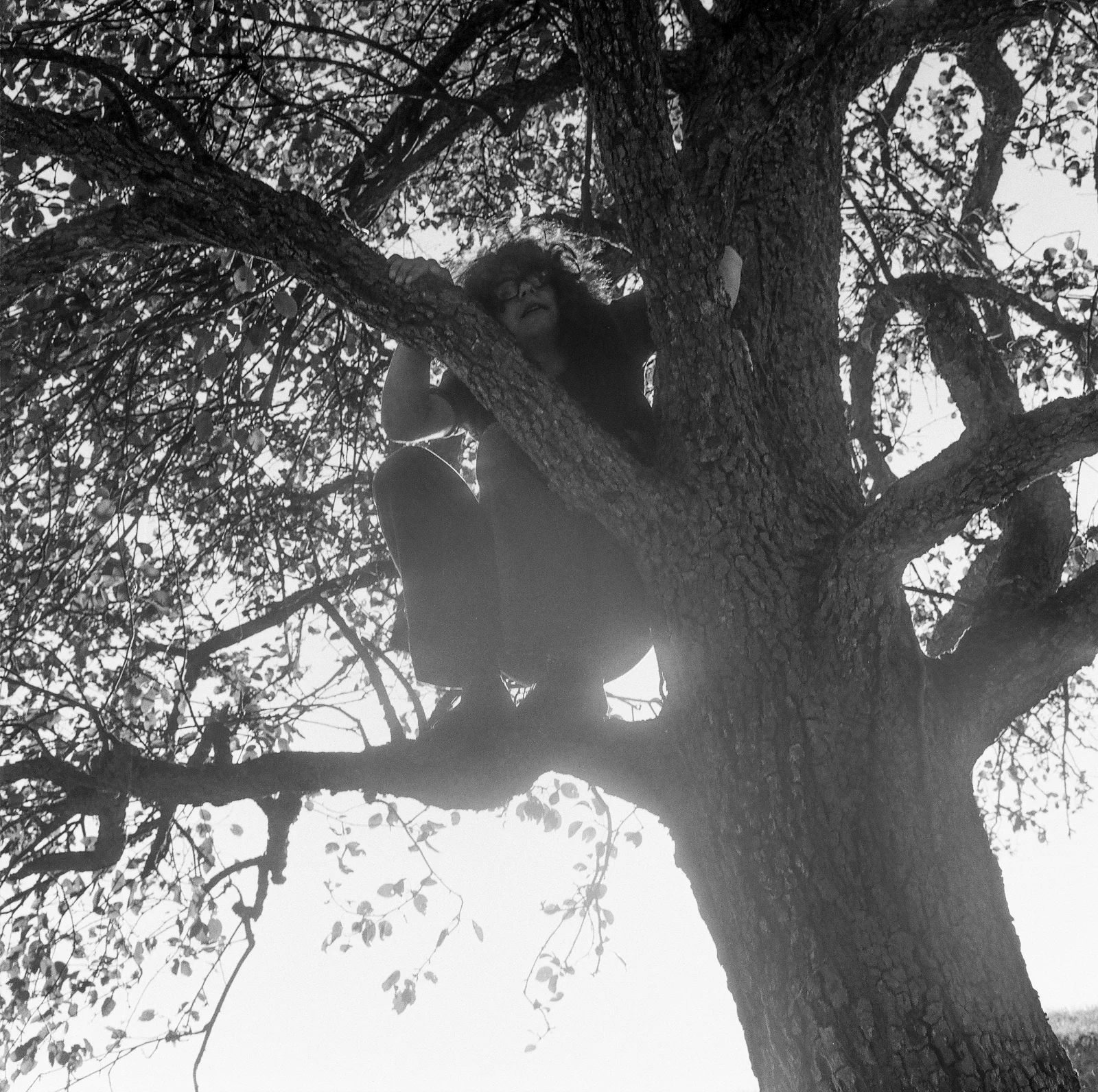 Jumbo on a tree