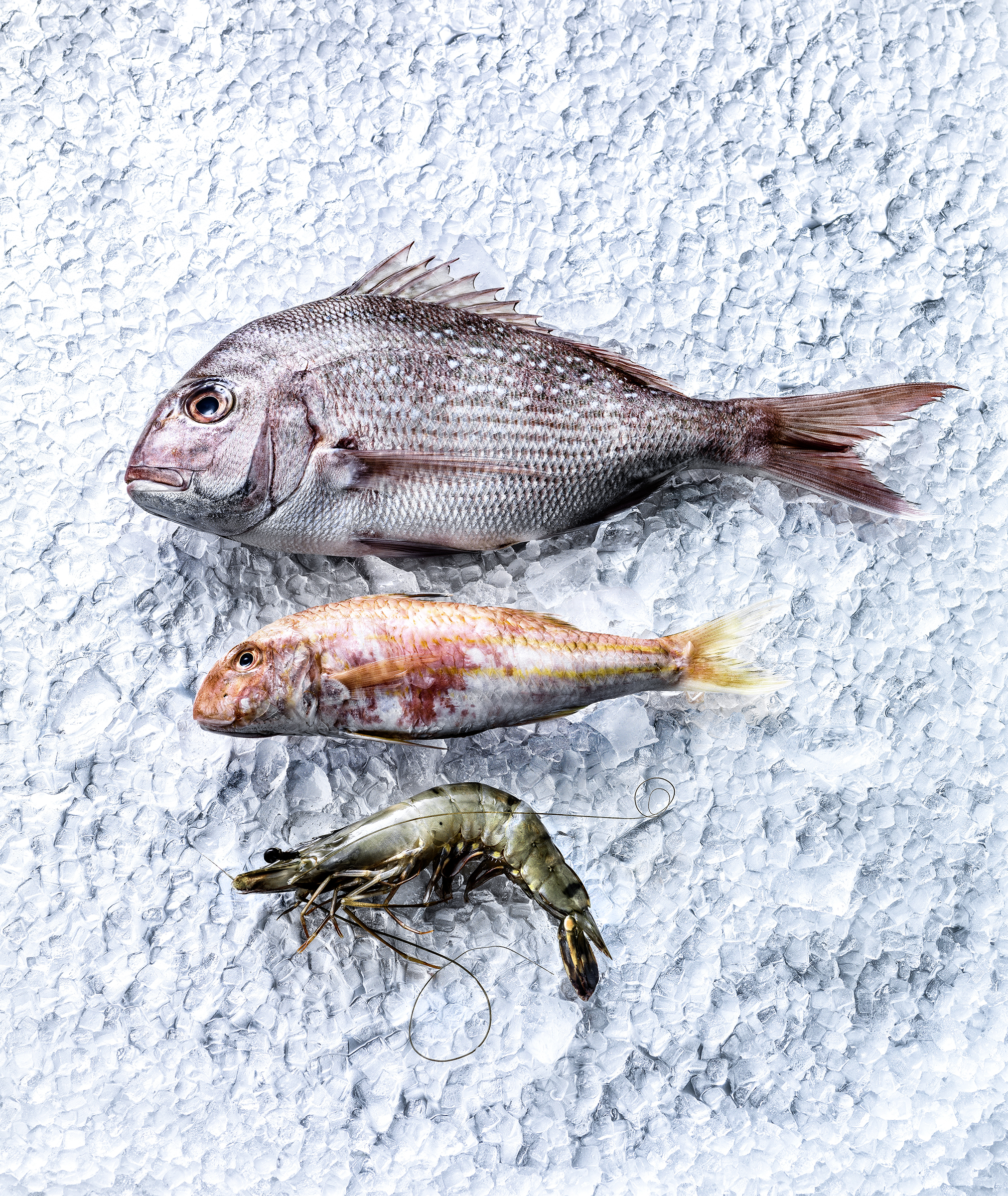 fresh fish, Foodfotograf Zürich Schweiz