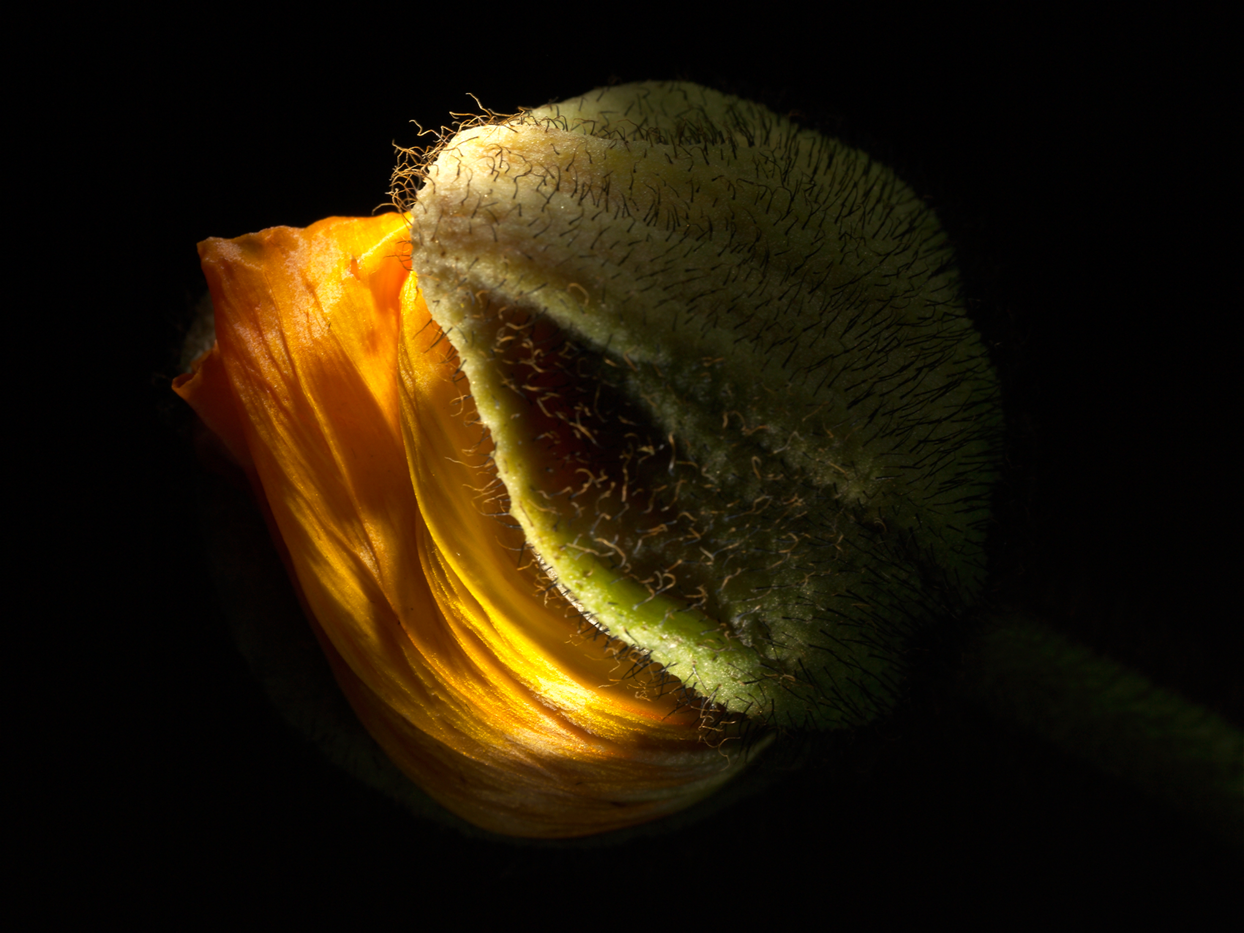 Poppy, Studiofotografie, Stilllife, Mohnblume, Still Life, Fotograf Zürich, Schweiz