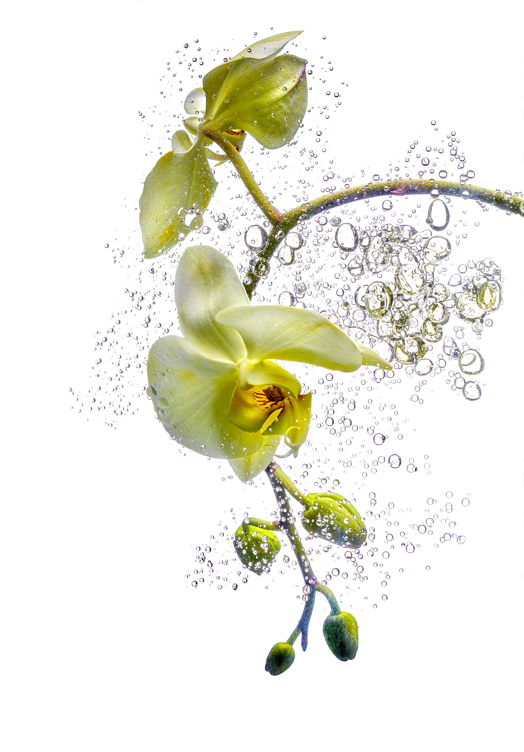 Dennis Savini_Stlllife Fotografie_Ink-in-Water-with-Flowers.jpg