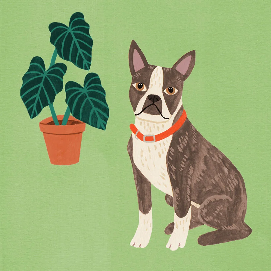 Boston-Terrier-and-plant.jpg