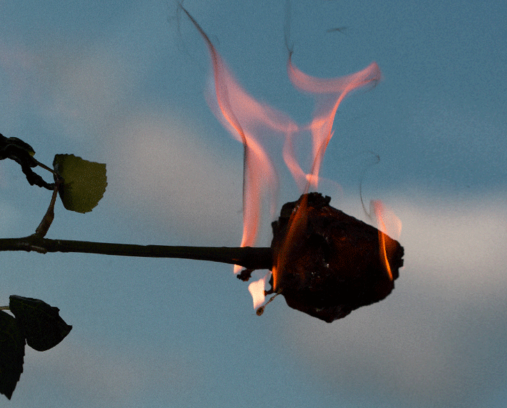 ROSEGIF1slower.gif