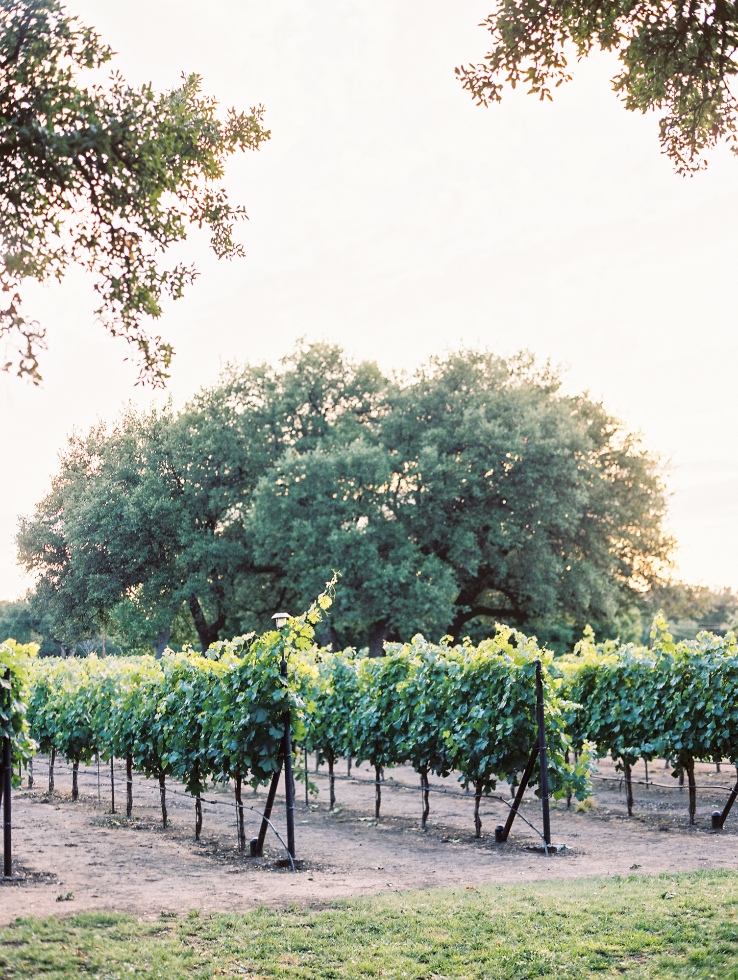 Elegant Spring Vineyard Wedding | Film Wedding Photographer | Austin Wedding Photographer | Texas Wedding Venue, Chapel In The Vineyard in Christoval, TX | Britni Dean Photography // britnidean.com