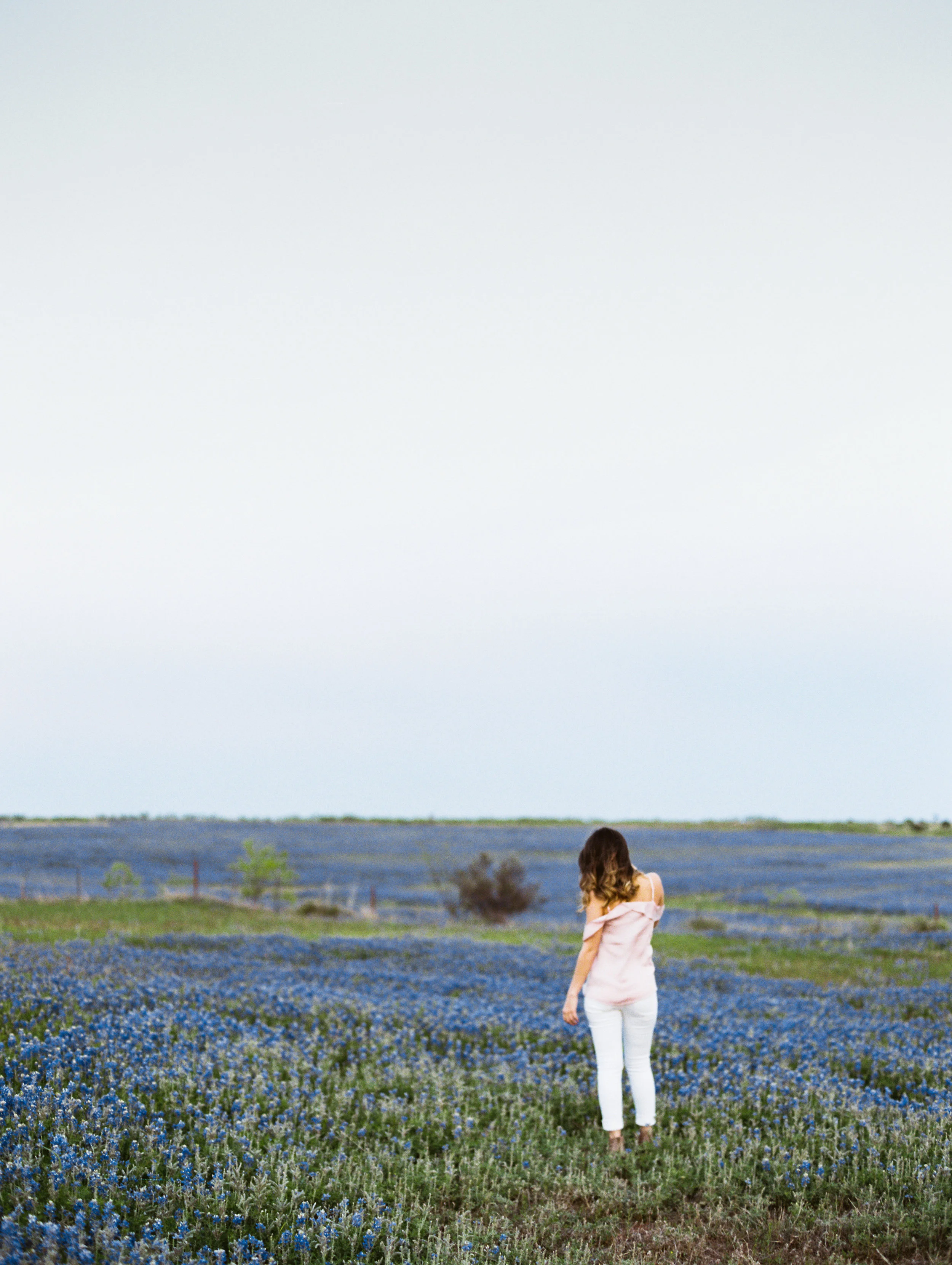 bluebonnet-2.jpg