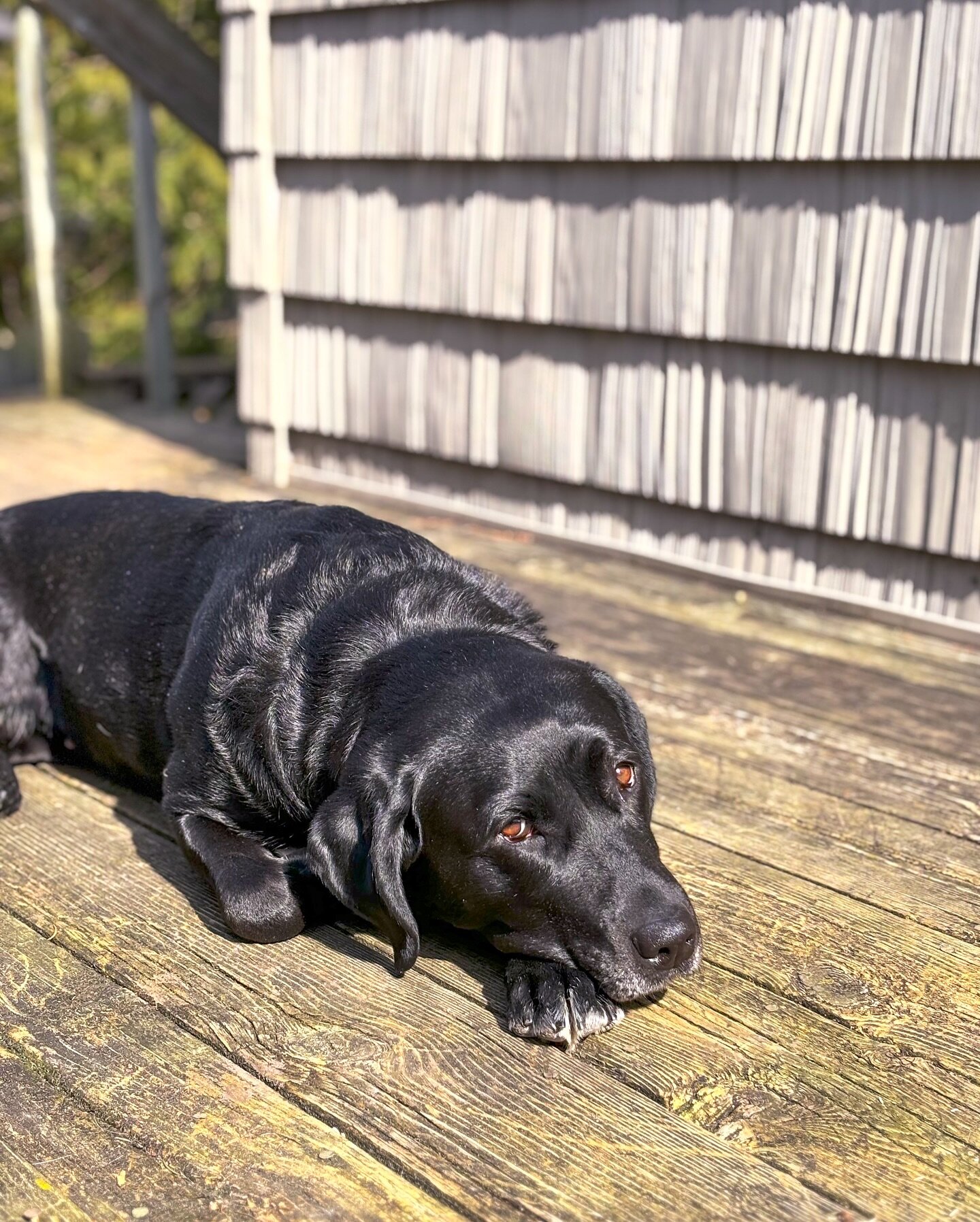 Puppy eyes for spring. 🥹

#sallylady #labsofinstagram #springtime #spring #sunshine