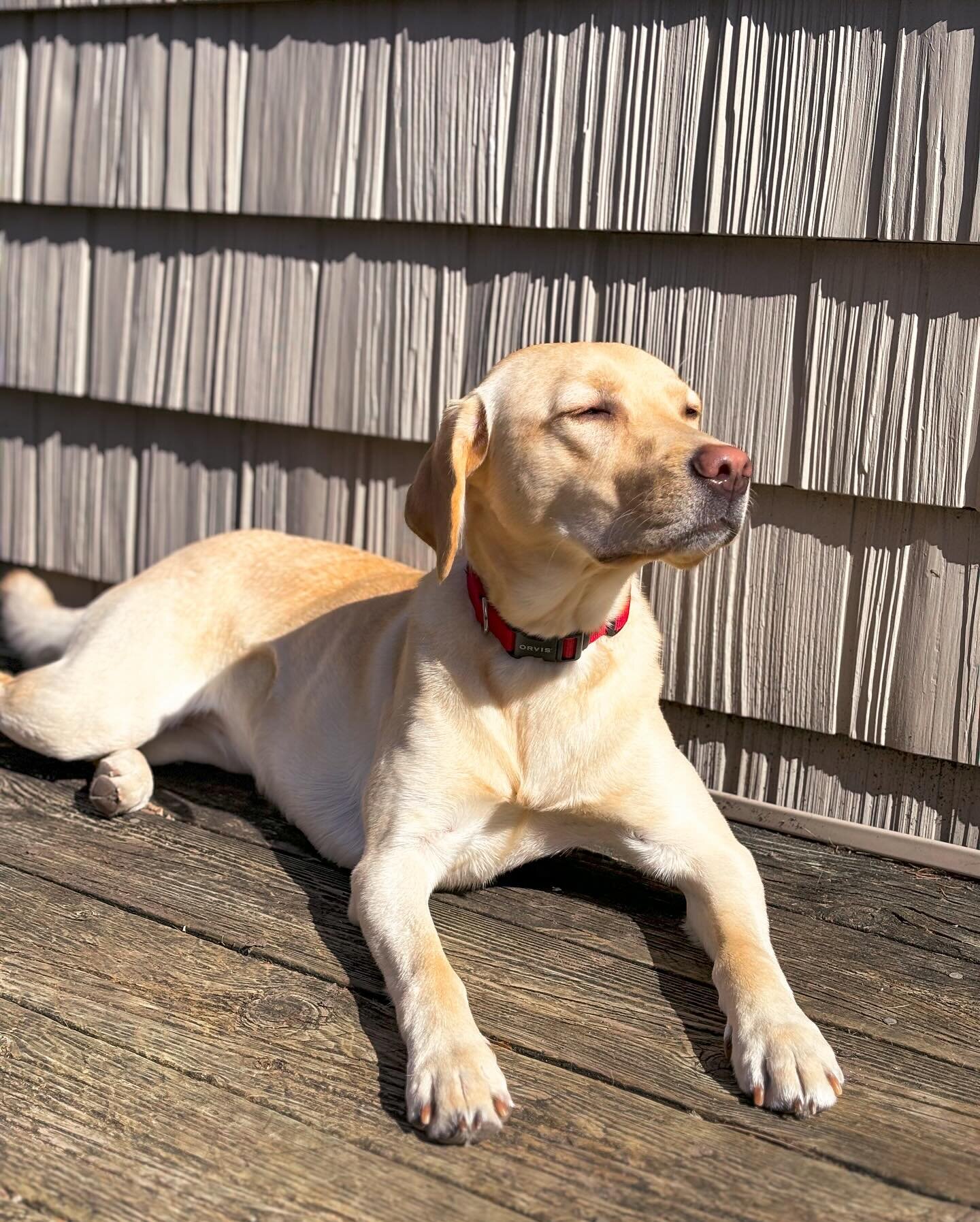 Lunie&lsquo;s turn; except she&rsquo;s dreaming of the detached mouse tail she brought inside the other night that made us want to vom. 🫣

#labsofinstagram #springtime #yellowlab #pup