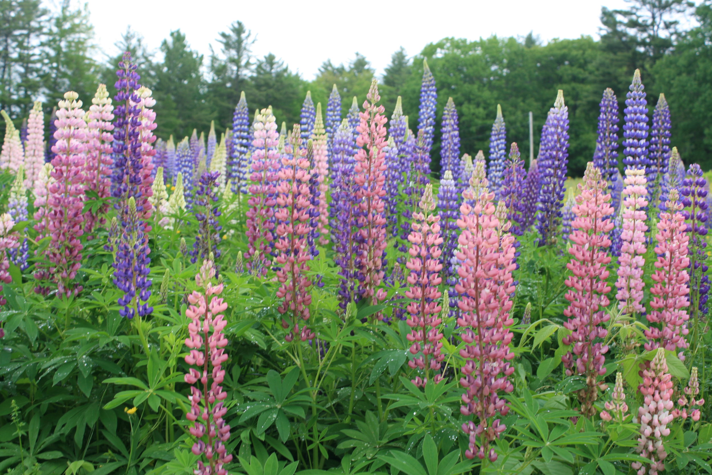 Lupins 2019 Part 1 107.JPG