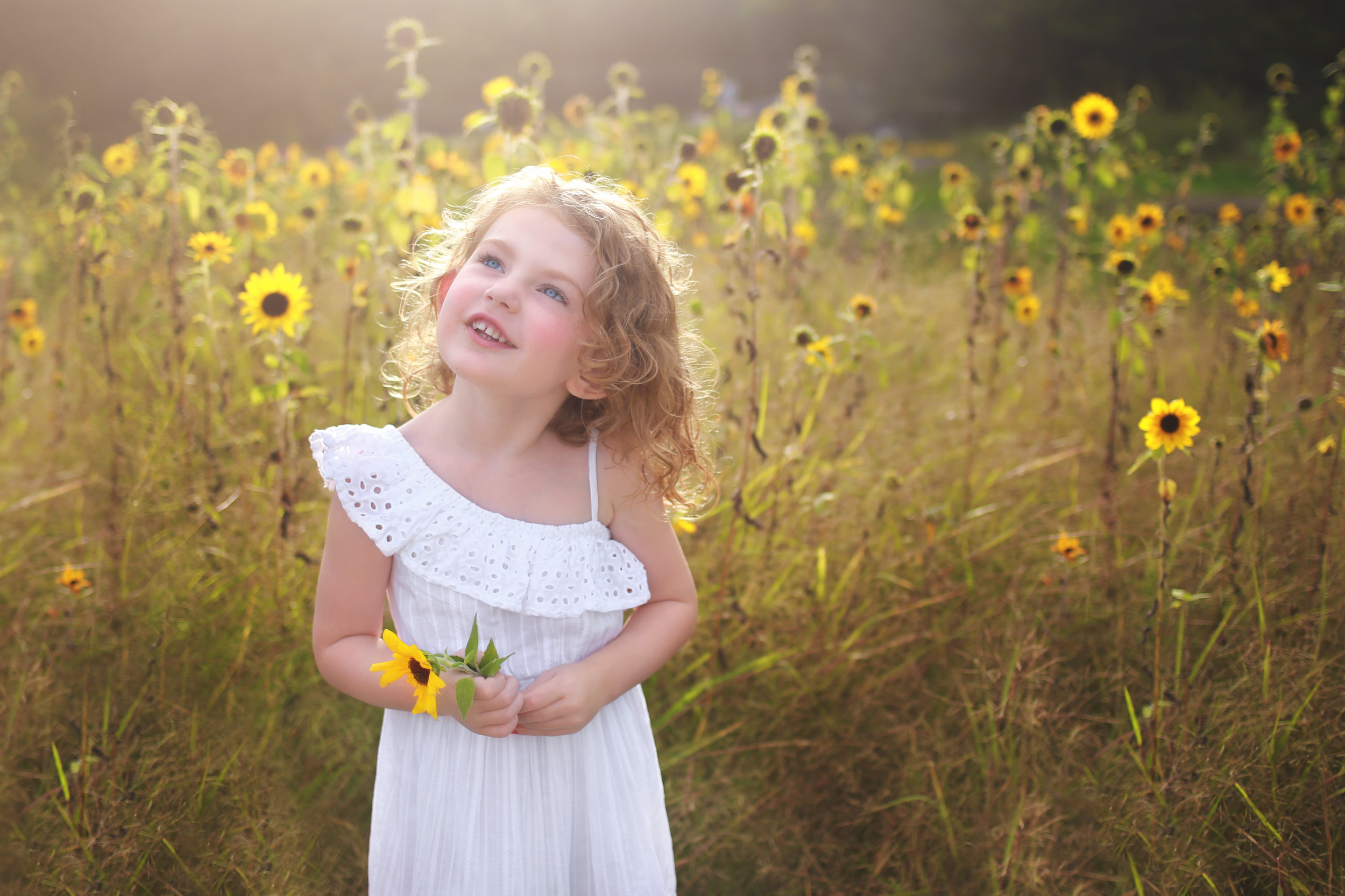 sunflower photo session in WNY