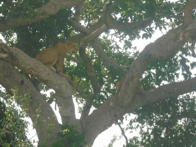 God heard our prayers and all of a sudden the lions were in the tree!