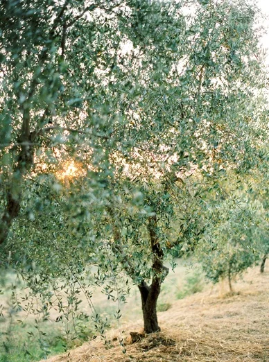 Tuscany_Destination_wedding_peachesandmint__0002.jpg