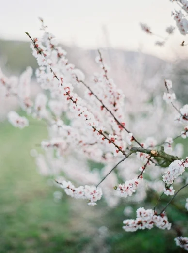 Apricot_Blossoms_Family_Shoot_0001.jpg