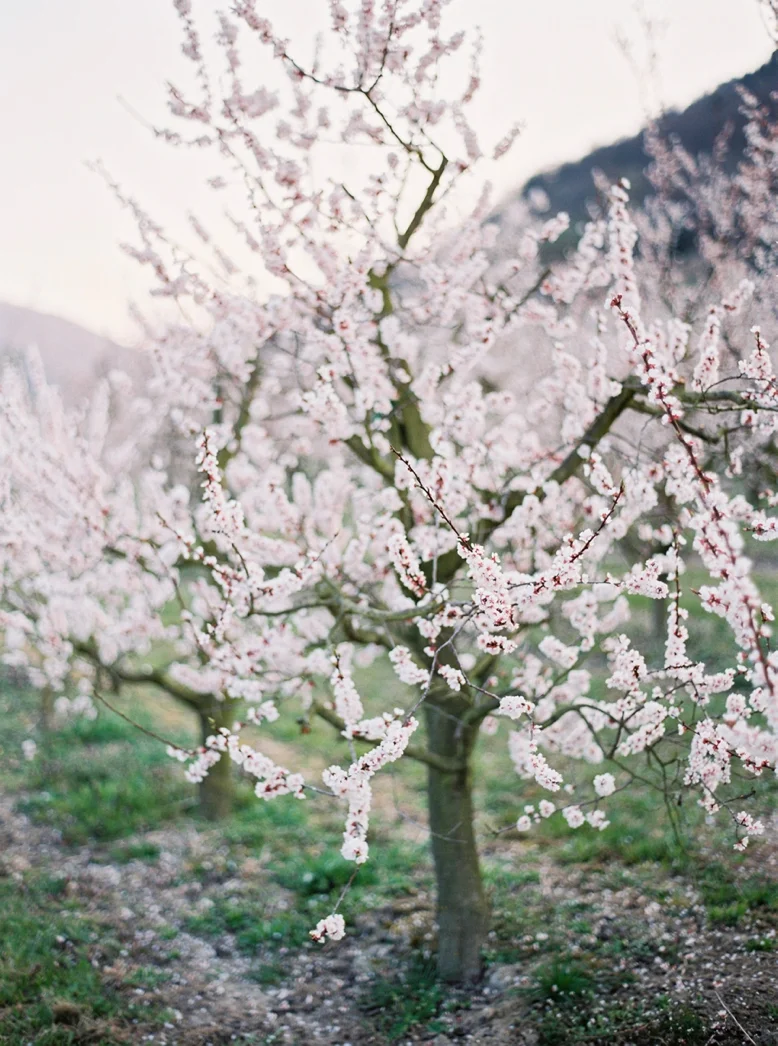 Apricot_Blossoms_Family_Shoot_0031.jpg