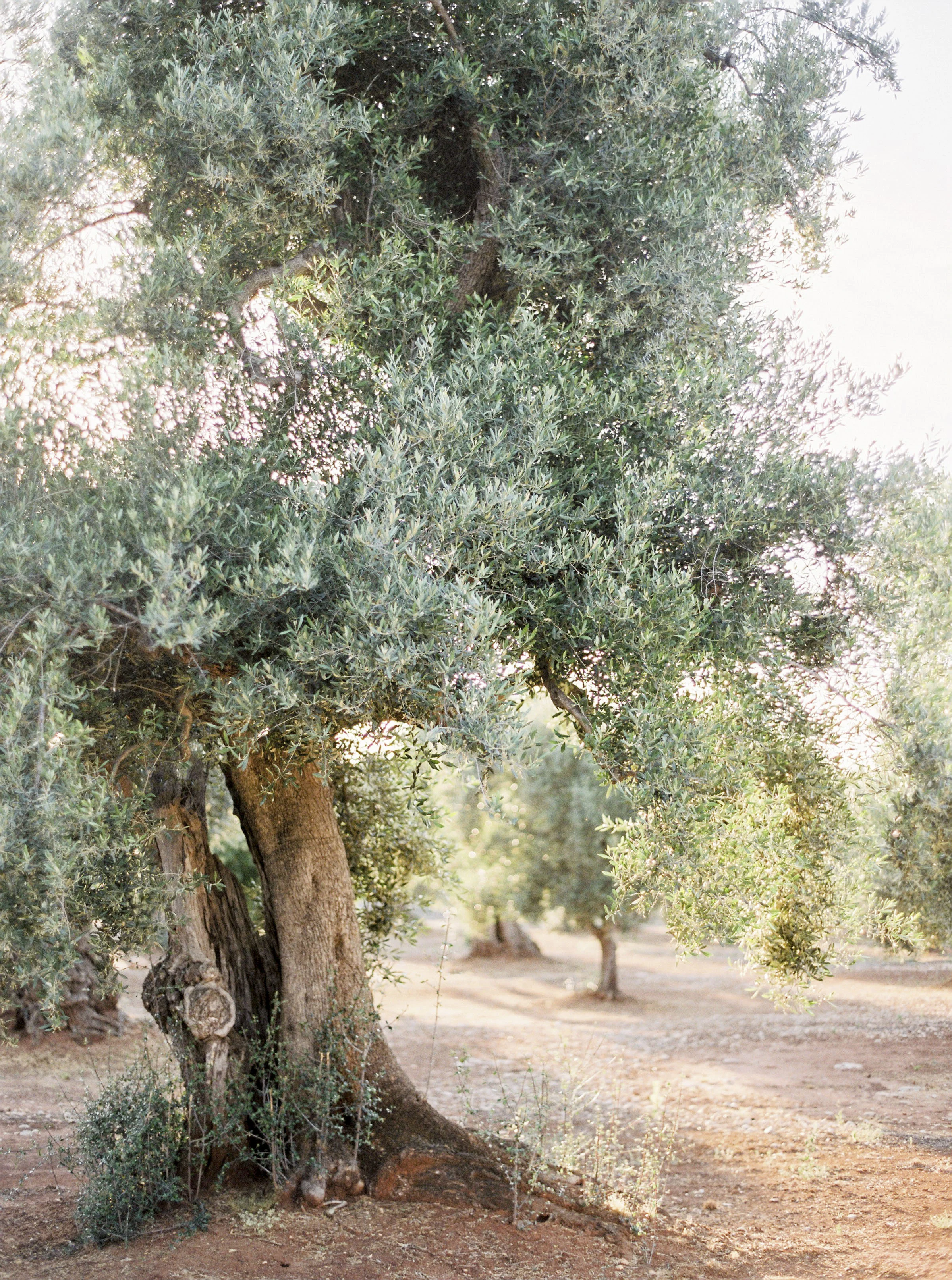 APULIA_Websize©peachesandmint_.jpg