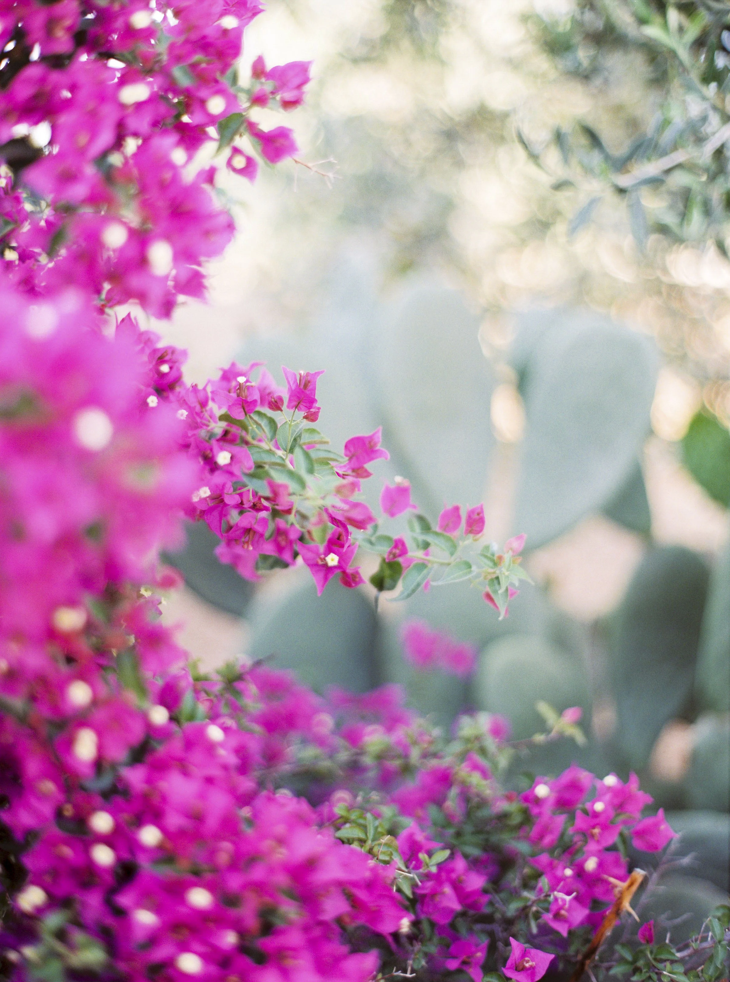 APULIA_Websize©peachesandmint__6.jpg