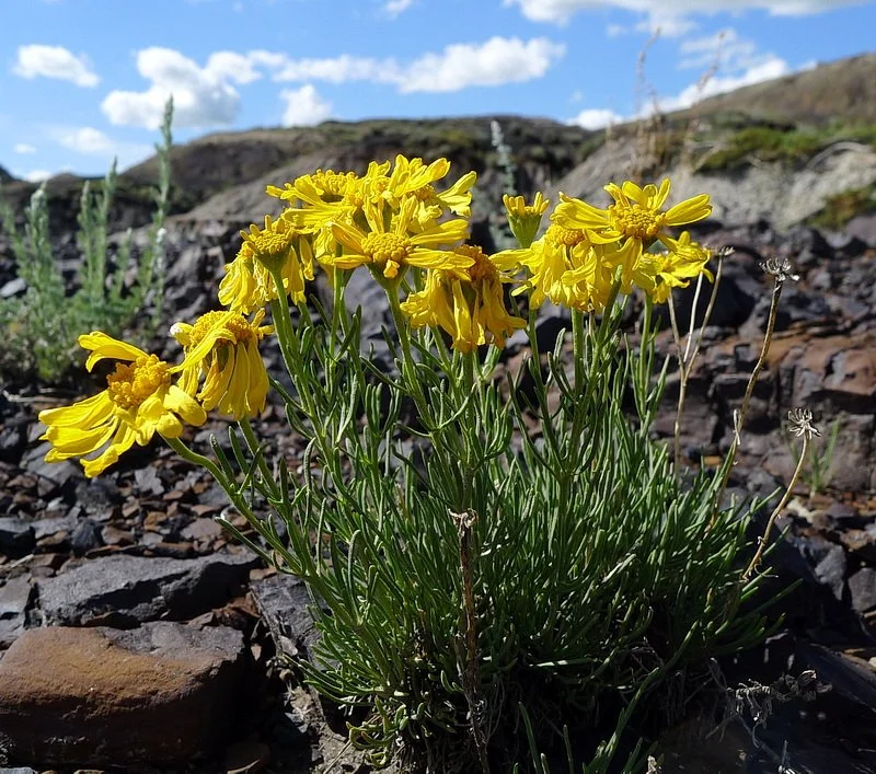 Richardson's bitterweed in full yellow bloom  on rusty ironstone fragments in a badland.