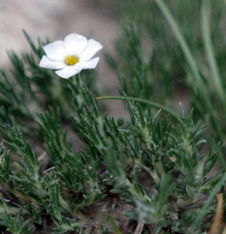 Hood's phlox with a single white flower and fine hairs on its leaves.