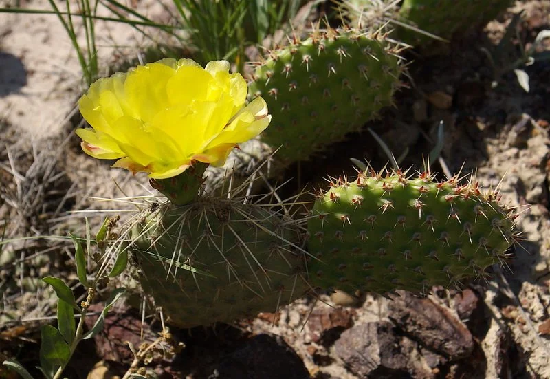 Thumbnail IMGP9717_Prickly_Pear_Cactus_Opuntia_polyacantha_yellow_dinosaur_provincial_park_alberta_June2606 Andy Fyon SS.jpg