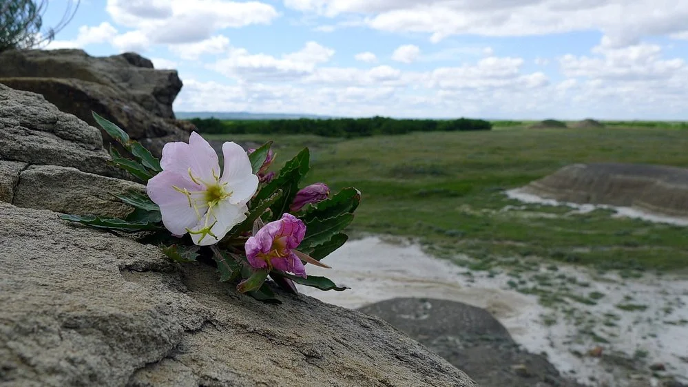 Tufted Evening-Primrose in flower, growing on a rocky ledge in the Avonlea badlands, Saskatchewan.