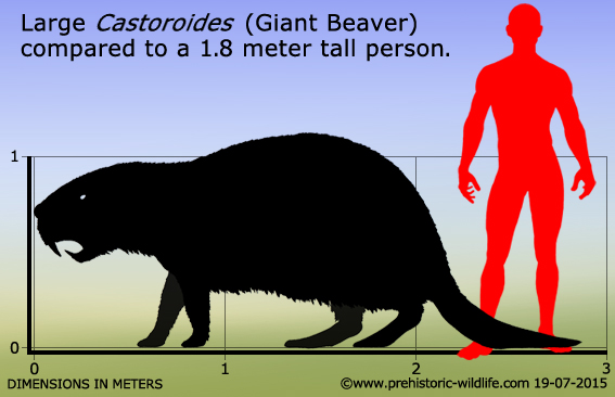 图4:一个按比例缩小的卡通表现出最大的规模巨大的海狸,相对于一个成年人。图像从prehistoric-wildlife.com