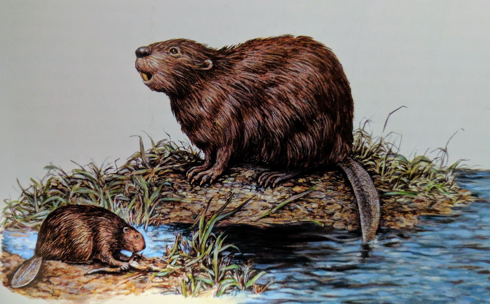 图1:一个卡通插图,比较了巨头海狸(Castoroides ohioensis)顶部和现代北美海狸(Castor黄花)。图像从北美的书《冰河时代的哺乳动物——一个指南大的…