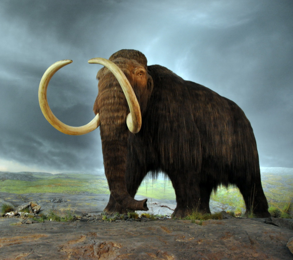 Ice Age Mammals - Woolly Mammoth — Canada (Ontario) Beneath Our Feet