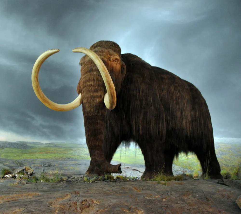 Woolly_mammoth_wikipedia_crop_resize.jpg