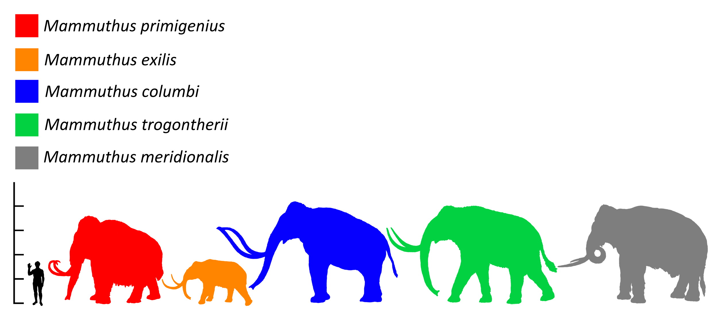 图4:一个卡通而长毛象的大小(红色)与人类和其他类似大象的动物灭绝。规模比较庞大的物种只猛犸象属primigenius (猛犸象灭绝,3.4),猛犸象属exilis&n…