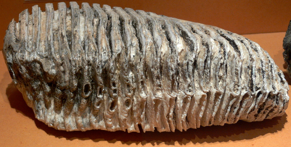 图5:从猛犸象臼齿。齿的设计表明,它是用来磨的禾草和莎草动物吃。图片来自:由雷米,马修斯(的工作)(CC冲锋队3.0 (http://creativecommons.org/licenses/by-sa/…